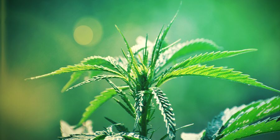 What Is Cannabis Ruderalis? - Zamnesia